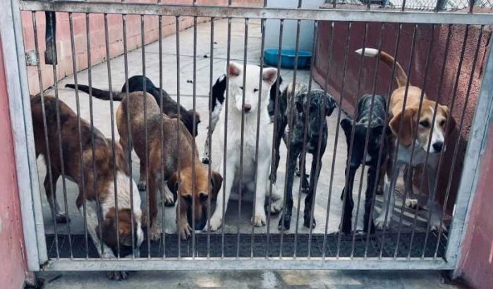 Agadir krijgt asiel voor zwerfhonden