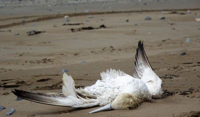 Massale vogelsterfte bij Tanger: vuilstortplaats verdacht