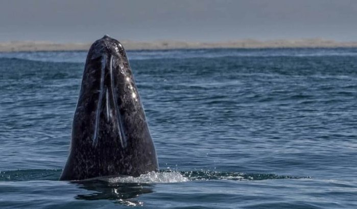 Walvis verdwaalt na te zijn gespot in Marokko