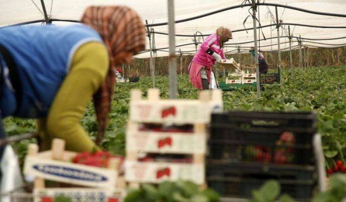 Spanje: quotum van Marokkaanse seizoenarbeiders verlaagd