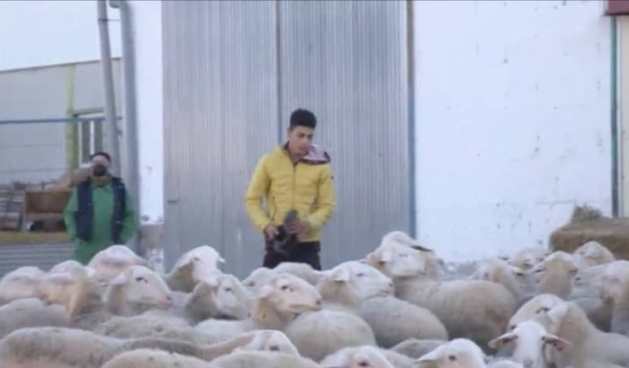 Marokkaanse migranten worden veefokkers in Spanje