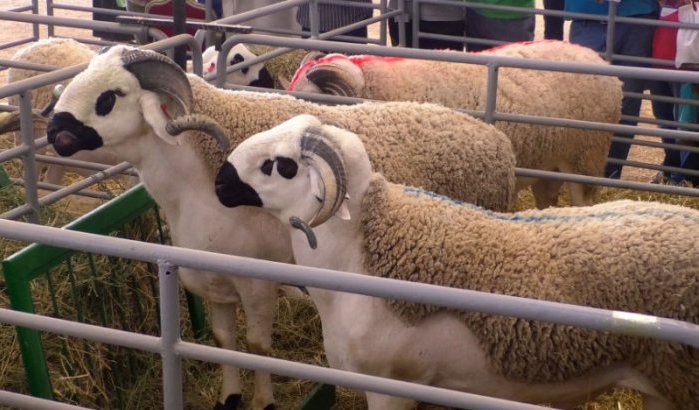 Schapen in Marokko getroffen door nieuw virus