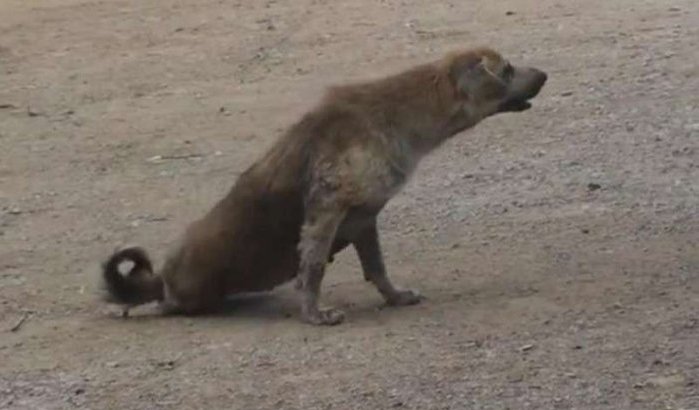 Marokko jaagt op zwerfhonden (video)