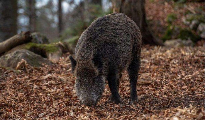 Marokko: vrouw en kind bijna gedood door wild zwijn