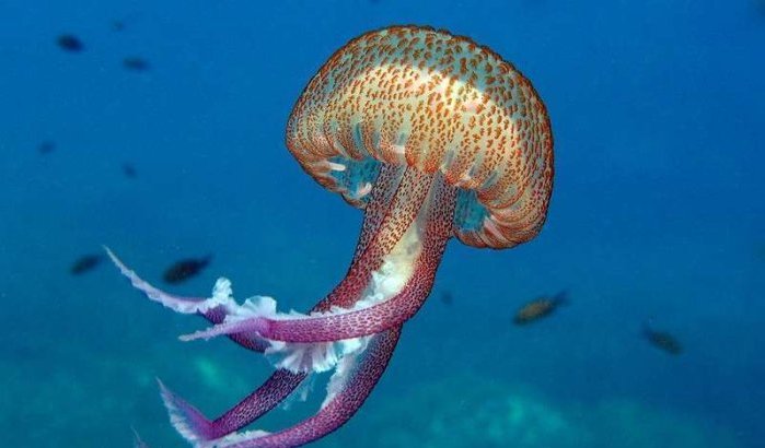 Miljoenen kwallen maken stranden in Al Hoceima, Nador en Tetouan onveilig