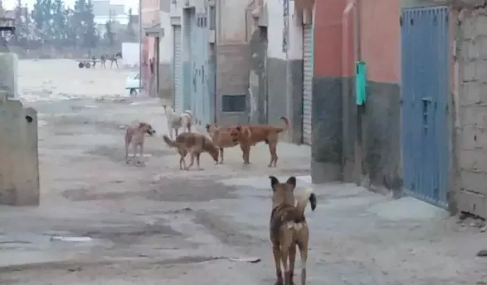 Bejaarde man door zwerfhonden doodgebeten in Marokko
