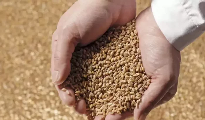 Marokko gaat 2,5 miljoen ton tarwe importeren