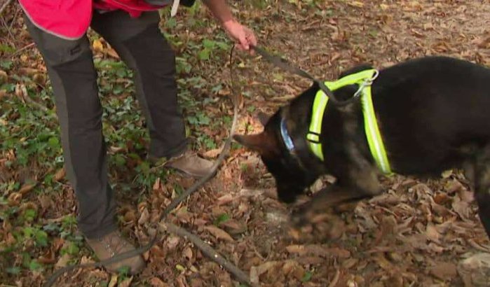 Snuffelhonden sporen waterlekken op in Rabat