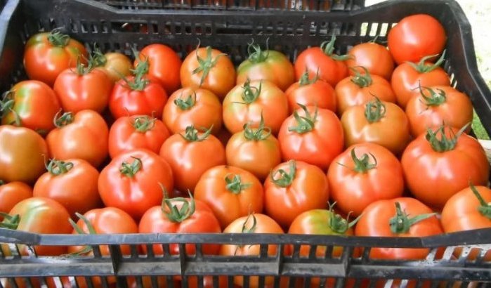 Tomatenstrijd: Nederland te sterk voor Marokko 