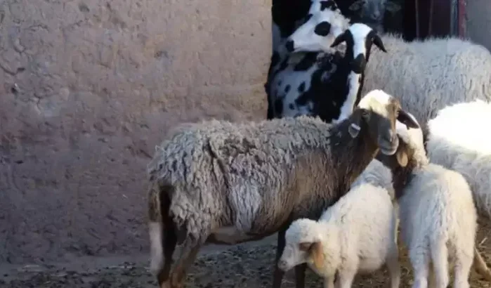 Vleestekort: Marokko doet beroep op Australië