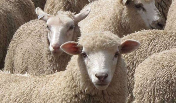 Eid al-Adha op 1 september in Nederland en België