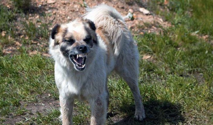 Autoriteiten Nador laten 150 honden met hondsdolheid inslapen