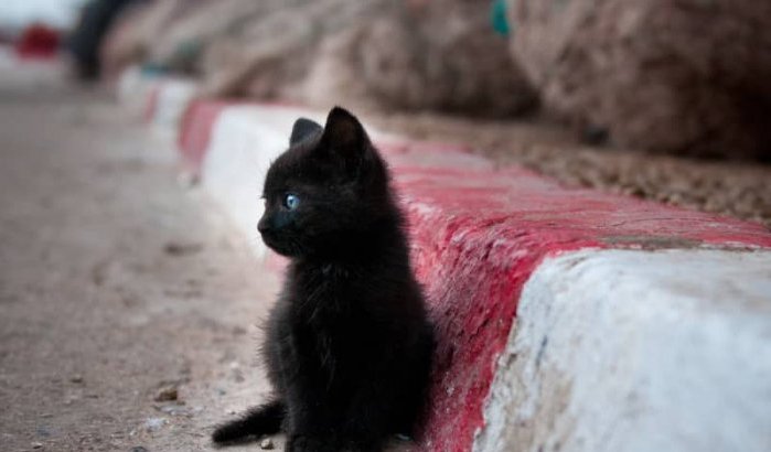 Kattenvriend "Ba Aziz" vraagt hulp aan wali Tanger (video)