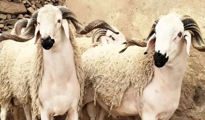 Marokko: Eid al-Adha bedreigd door schaapsprijs
