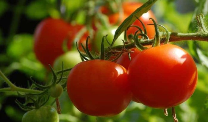 Tomaten: Marokko zou Nederland kunnen inhalen