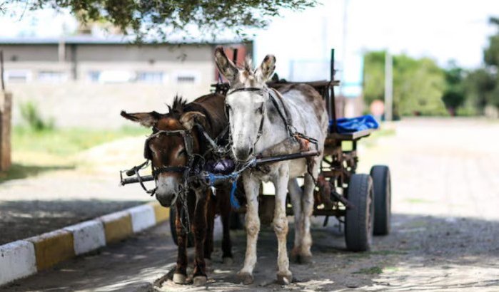 Dure boulevard in Tetouan is dierenstal geworden 