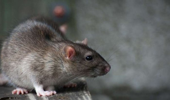 Marokkaans Parlement heeft last van muizen en ratten