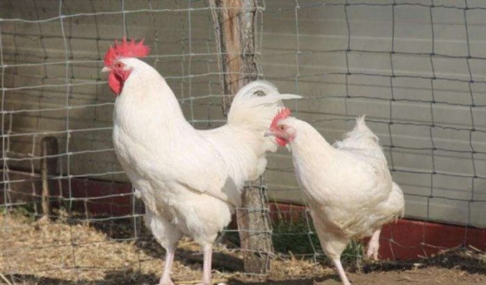Marokko: jongeren riskeren 10 jaar cel voor stelen kip
