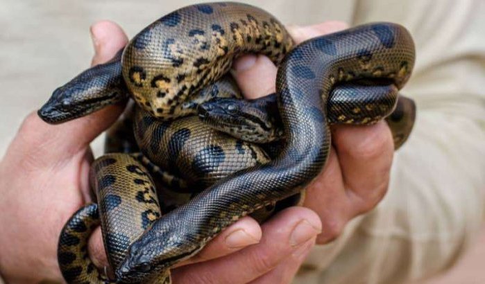 Agadir Crocoparc: geboorte van 27 anaconda's