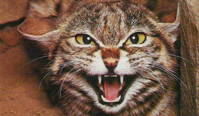 Brit overleden na door kat te zijn gebeten in Marokko