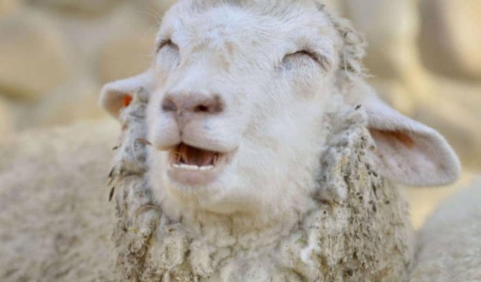 Minder schapen geslacht voor Eid ul-Adha in Nederland