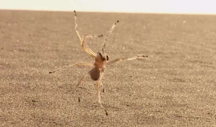 In Marokko ontdekte spin verplaatst zich met flikflak beweging