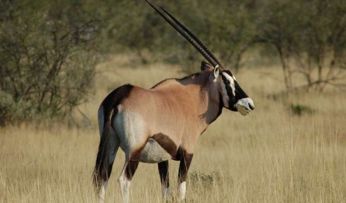 Herintroductie van 20 oryxen in Tinghir