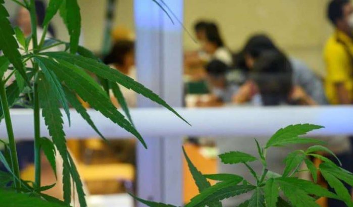 Cannabisteelt: Israël kan een voorbeeld zijn voor Marokko