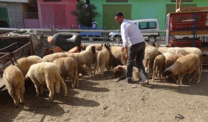 Schapen in beslag genomen in Tanger 