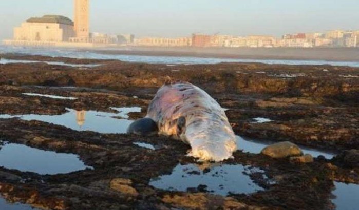 Grote potvis gestrand in Casablanca