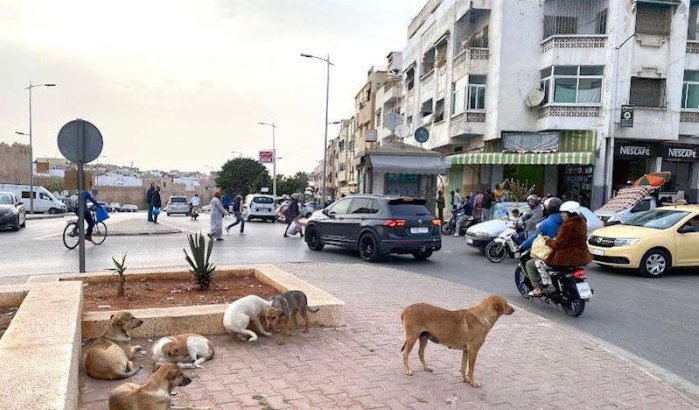 Jongetje overleden na beet van zwerfhond in Nador 