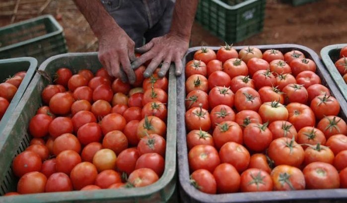 Marokko tweede leverancier van tomaten aan EU na Nederland