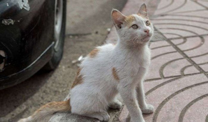 Marokko: jongeren bundelen krachten om kat te redden (video)