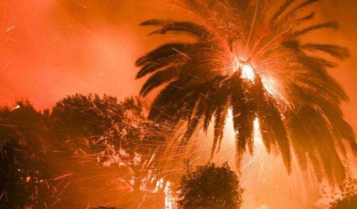 Hittegolf in Marokko: 4000 palm- en olijfbomen door brand verwoest