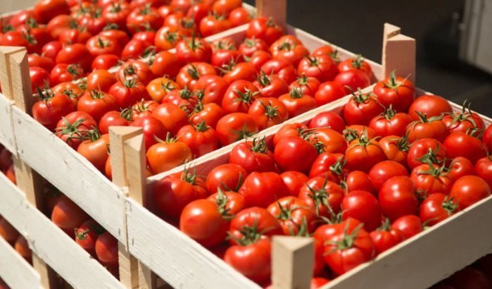 Marokko nu grootste tomatenleverancier van EU na Nederland 