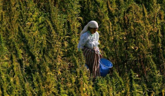 Partij aan de macht in Marokko weigert legalisering cannabis