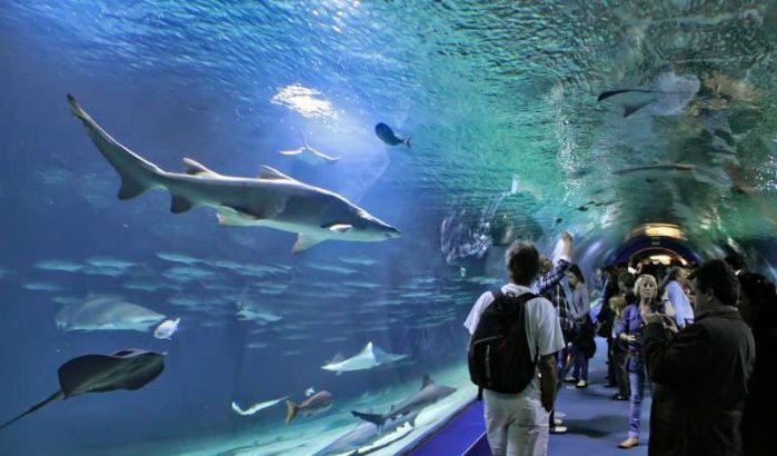 Casablanca krijgt één van de grootste aquaria ter wereld