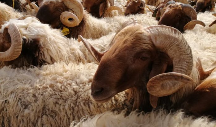 Eid ul-Adha in Marokko: 500 tot 1000 dirham meer per schaap