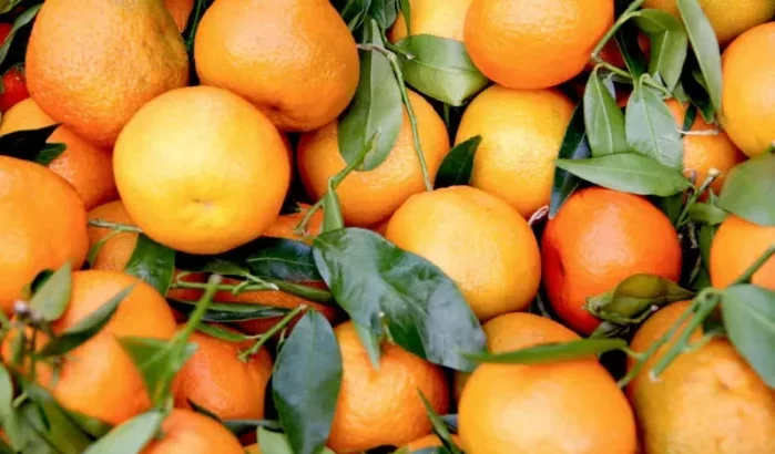 Marokkaanse citrusproductie daalt alarmerend