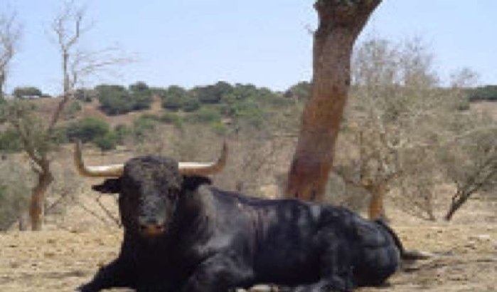 Man gewond door ontsnapte stier in El Jadida