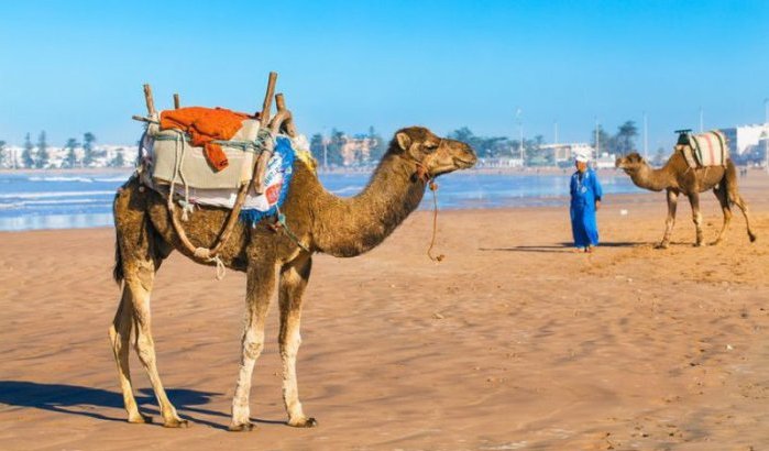Stranden Marokko: toeristen zijn overlast van dieren beu 