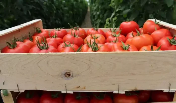 Marokkaanse tomaat: Spaanse producenten onder druk