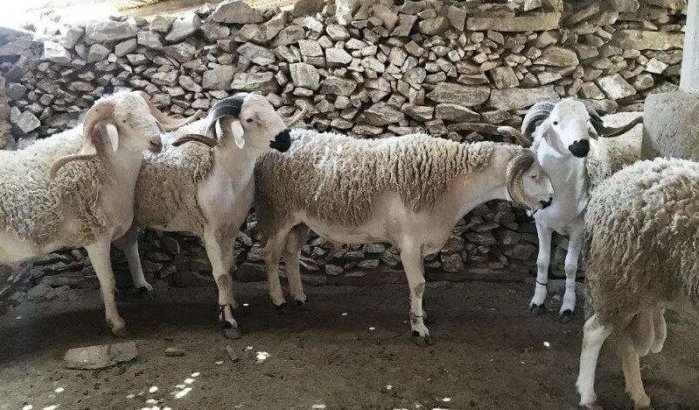 Marokko: oproepen tot annulering Eid ul-Adha