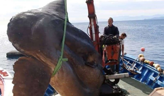 Gigantische vis ontdekt in Noord-Marokko (video)