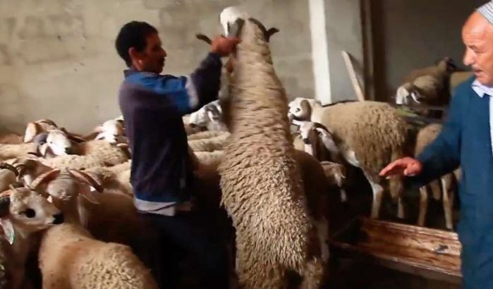 Hoeveel kost het duurste schaap in Marokko? (video)