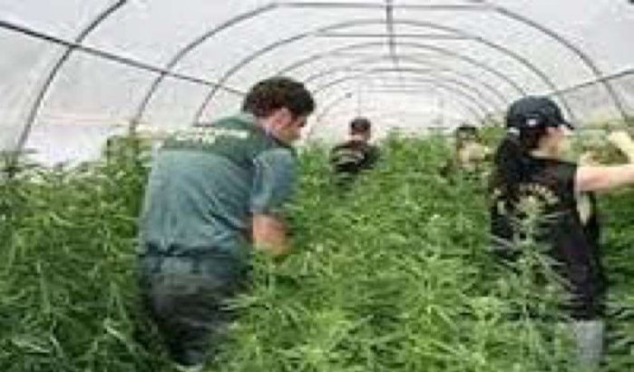 Marokkanen opgepakt na ontdekking grootste marihuana plantage in Europa