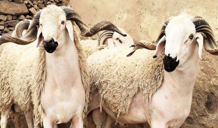 Eid ul-Adha: registratie schapen en geiten begonnen 