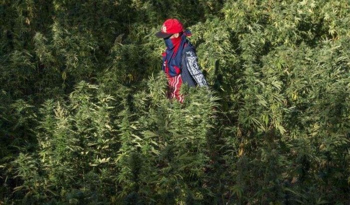 Marokko: legalisering cannabis goed voor 10 miljard euro per jaar