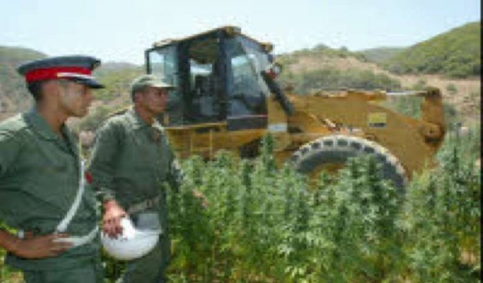 Marokko houdt koppositie in cannabisproductie 