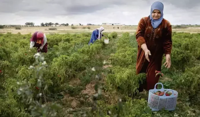 Israëlische groep betreedt Marokkaanse markt met kokosvezel